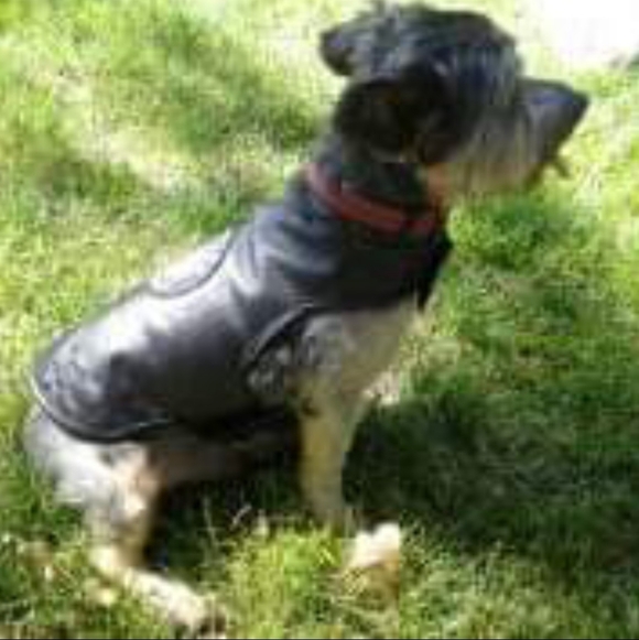 Harley-Davidson Black Leather Dog Vest